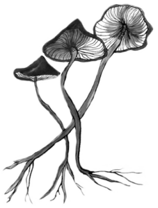 A drawing of three mushrooms with pointed caps and skinny stalks are entwined. Their hyphae are visible at the base of their stalks. Portions of their gills are visible beneath their caps.