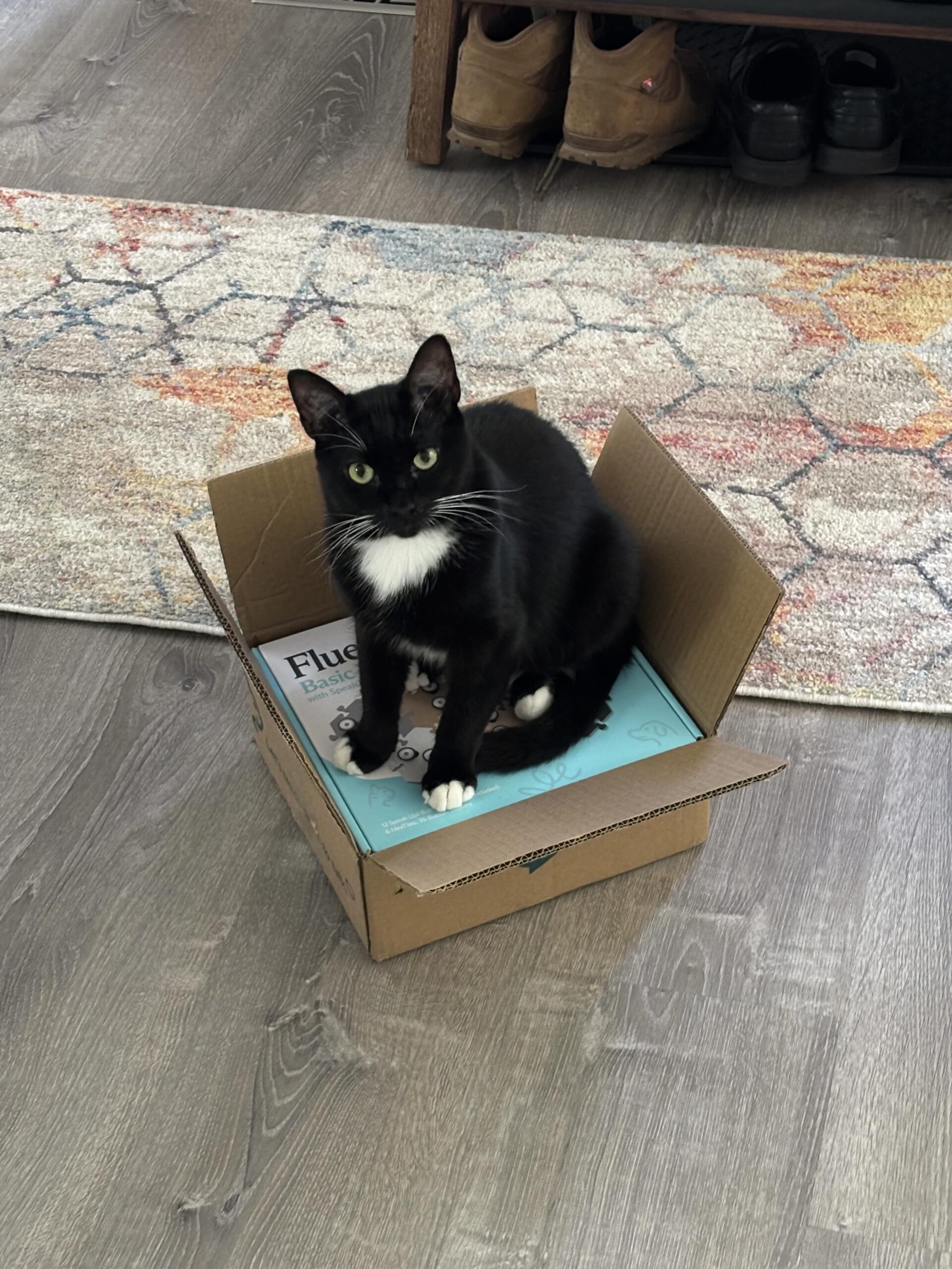 A small, mostly black cat with white toes, whiskers, and neck patch stares at you from inside a box with an unopened fluent pet button kit. He is clearly very smart and eager to learn.