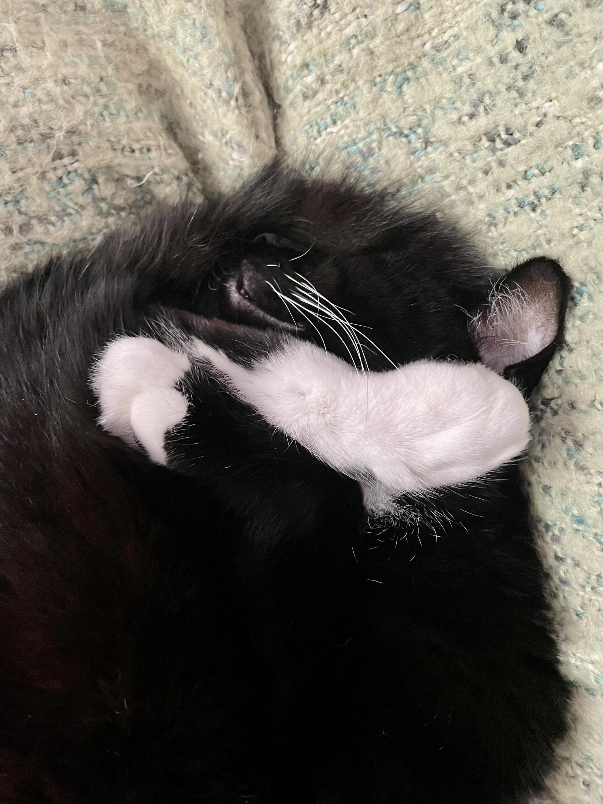 A large, mostly black cat with white feet and whiskers is curled into a cinnamon bun shape on his side. His front leg is somehow holding his hind leg and his chin rests on his back foot. His tail is curled so it rests on his nose and eyes. He's asleep on top of his favorite fuzzy, green blanket.