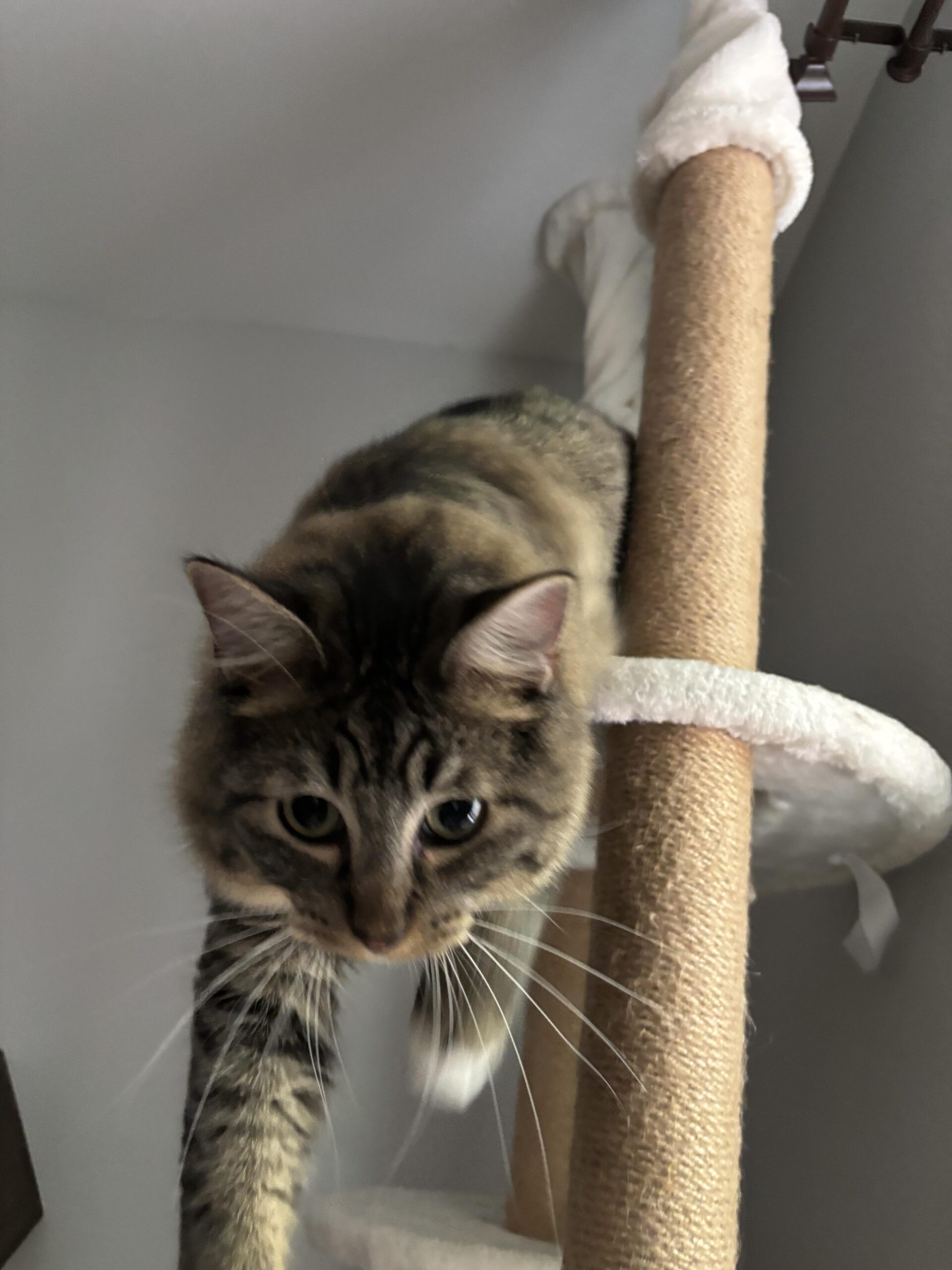 A big, fluffy tabby cat with long white whiskers is jumping off a cat tree, towards the the camera. His light green eyes are fixed on you and you better put down the phone and catch him!