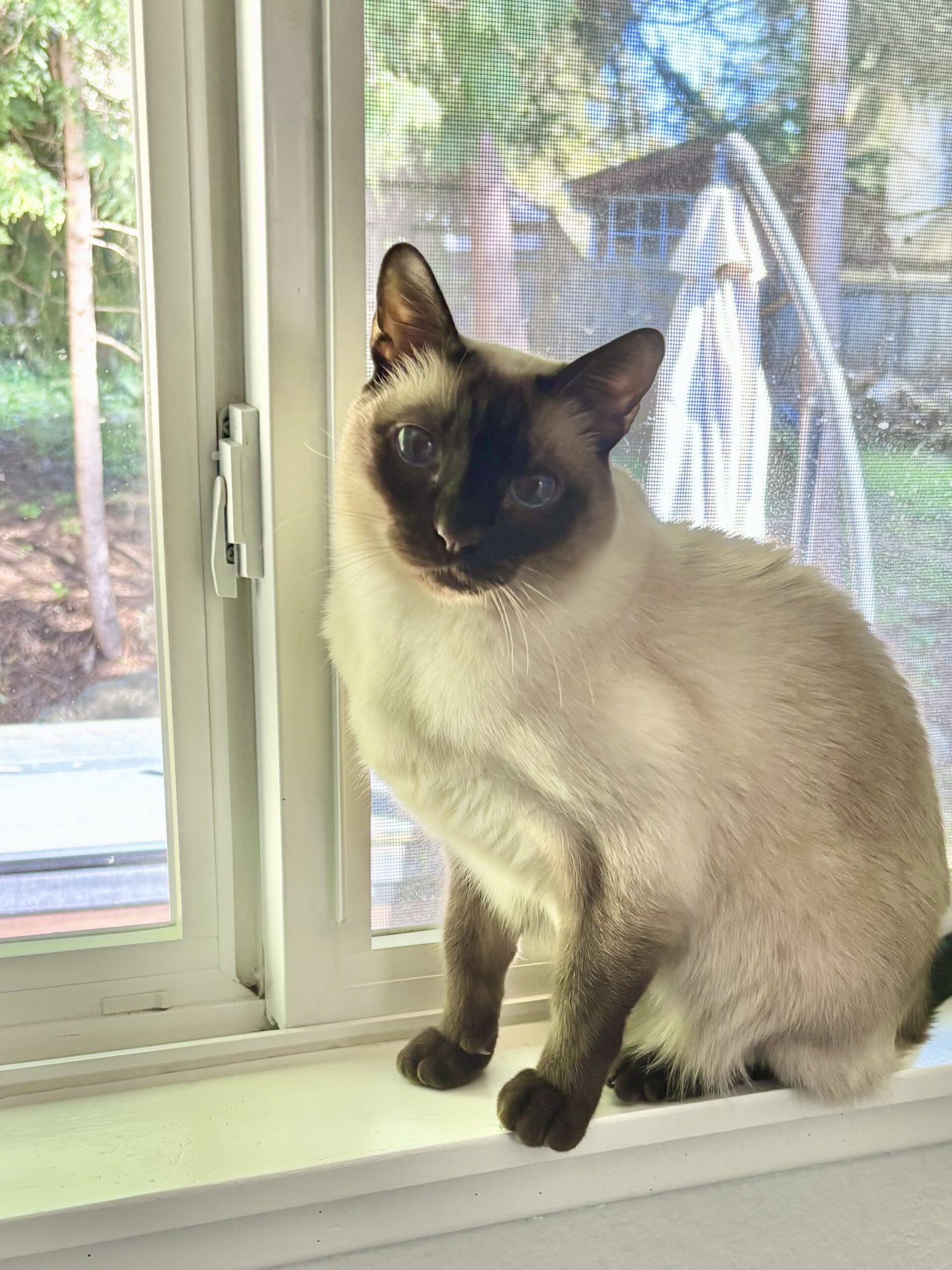 A small, siamese-colored cat (cream coat with dark brown face, ears, legs, and tail) with blue eyes sits on a windowsill and looks at you. His head is tilted slightly because he's trying to decide whether to listen to you or shout at you.